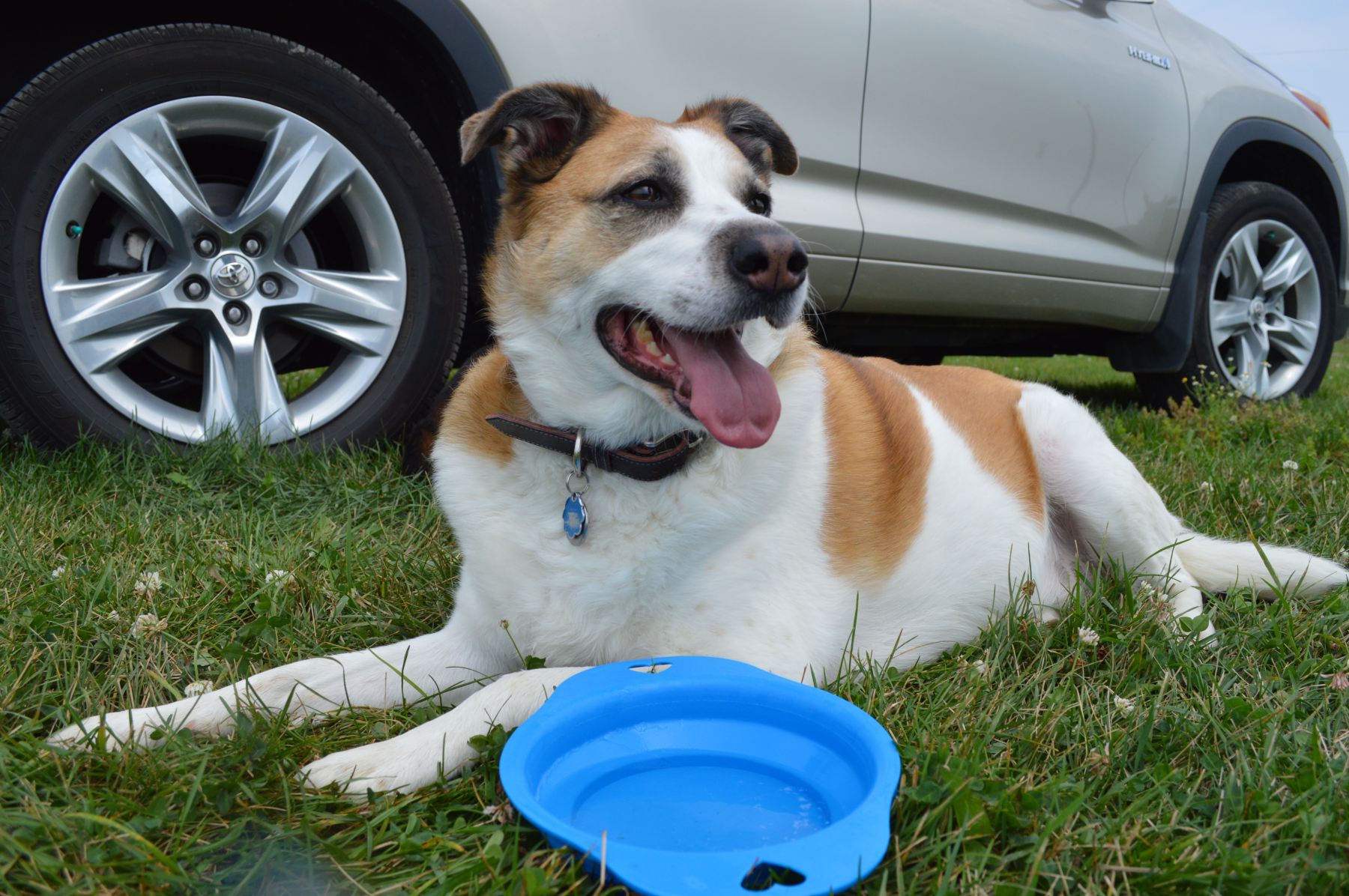 Daisy chilling out in the park in front of the truck